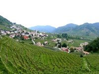 Weinberge mit einem dahinter liegenden Dorf in Venetien