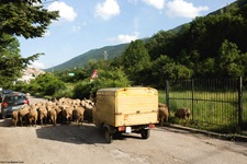 Eine Schafherde wird mit einer Ape durch die Straßen der Toskana getrieben